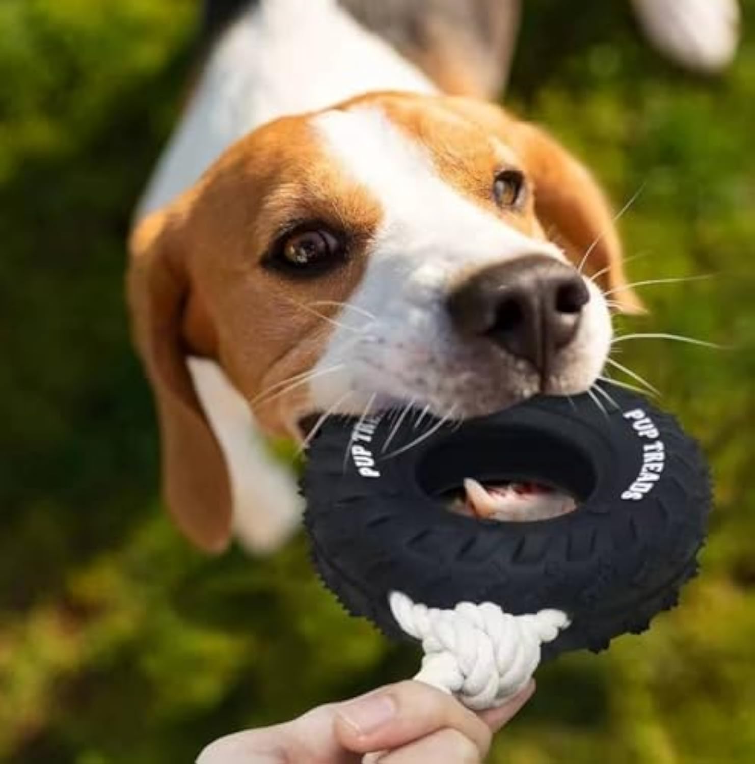 Pet Toys Collection