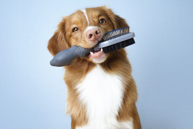 Grooming & Care Collection